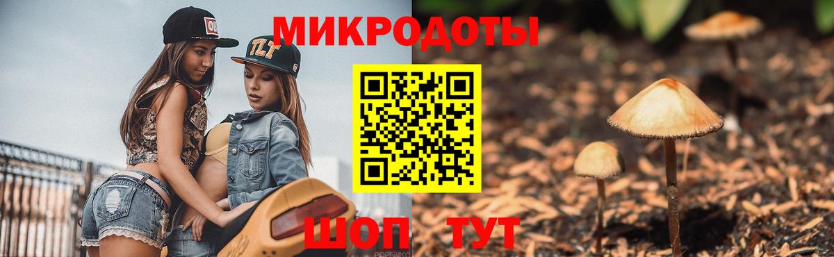 Галлюциногенные грибы Psilocybe Сыктывкар